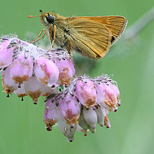 Rostfarbiger Dickkopffalter auf einer Blüte.