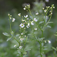 Bitteres Schaumkraut