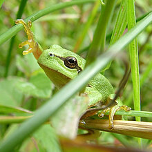 Laubfrosch
