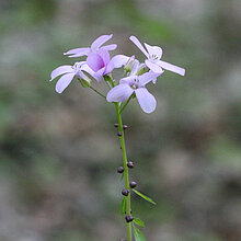 Zwiebel-Zahnwurz Blüte