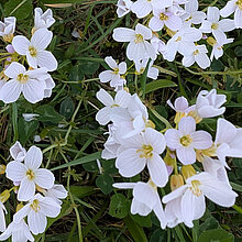 Wiesen-Schaumkraut (Cardamine pratensis)