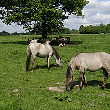 Konikpferde auf der Weide.