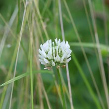 Weißklee (Trifolium repens)