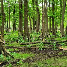 Die Traubenkirschen-Erlen-Eschenwälder im NSG stehen auf bis zu 1,5 m hohen Stelzwurzeln und zeigen das Ausmaß der Entwässerung und Bodensenkung in der Heubachniederung. Der abgebildete Bestand wird von den Wildpferden beweidet.