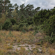 Wacholderhain Landschaft