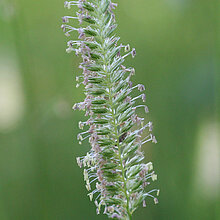 Wiesen-Kammgras (Cynosurus cristatus)