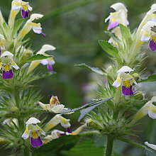 Bunter Hohlzahn Blüten