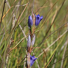 Lungen-Enzian, Gentiana pneumonanthe auf der Pfeifengraswiese im NSG Wildpferdebahn, Dülmen-Merfeld (2019).