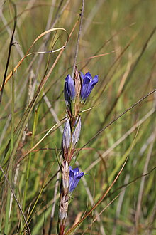 Lungen-Enzian, Gentiana pneumonanthe auf der Pfeifengraswiese im NSG Wildpferdebahn, Dülmen-Merfeld (2019).