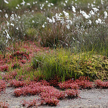 Torfmoos (Sphagnum papillosum)