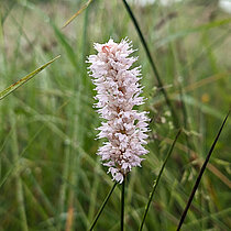 Schlangen-Knöterich (Polygonum bistorta) mit blassrosa Blüte.
