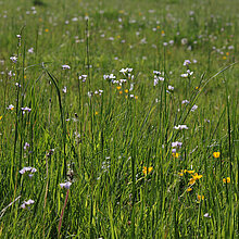 Wiese mit Wiesen-Schaumkraut