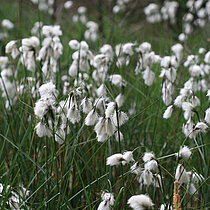 Wollgrasblüte