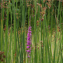 Gewöhnliche Teichbinsen Blüte