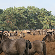 Wildpferde auf Pfeifengraswiese.