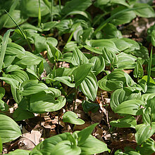 Zweiblättrige Schattenblume