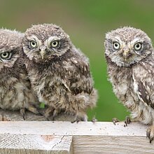 Steinkauz Ästlinge auf Balken (W. Rusch)