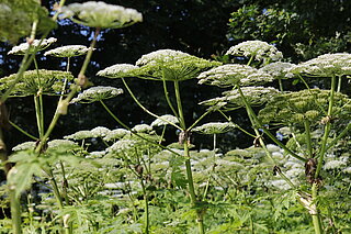 Die Herkulesstaude (Heracleum mantegazzianum) ist eine Neophyt, der Massenbestände ausbilden kann.