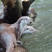 Fischotter (Flussbüro Erfurt)
