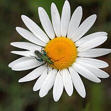Wiesen-­Margerite (Leucanthemum vulgare)