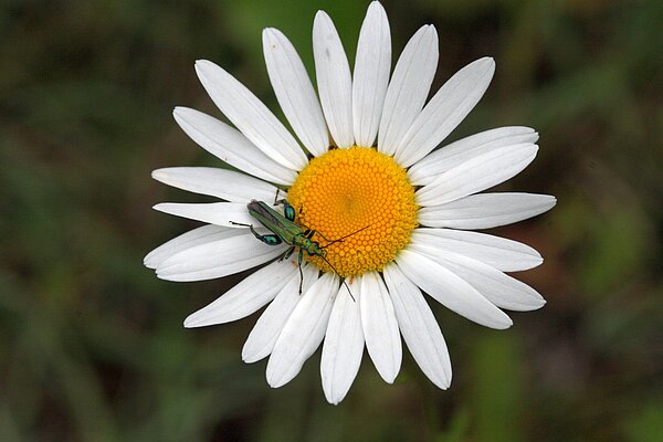 Wiesen-­Margerite (Leucanthemum vulgare)