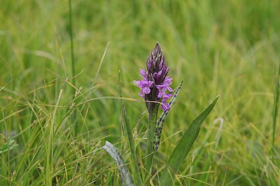 Breitblättrige Fingerwurz (Dactylorhiza majalis). In NRW im Bestand gefährdet (Rote Liste NRW 2020)