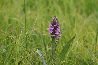 Breitblättrige Fingerwurz (Dactylorhiza majalis). In NRW im Bestand gefährdet (Rote Liste NRW 2020)