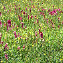 Wiese mit blühendem Breitblättriges Knabenkraut.