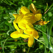 Sumpf-Hornklee (Lotus pedunculatus) - Gelbe Blüte