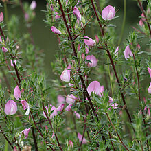 Dornige Hauhechel (Ononis spinosa)