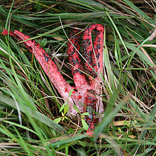 Tintenfischpilz im Gras