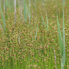 Braunes Schnabelried