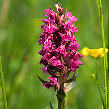 Breitblättriges Knabenkraut (Dactylorhizamajalis)