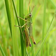 Sumpfgrashüfer im Gras.