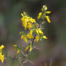 Englischer Ginster mit gelbe Blüte 