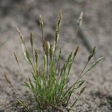 Frühe Haferschmiele (Aira praecox)