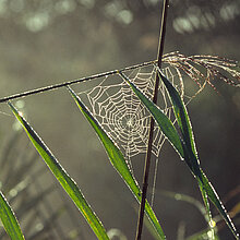 Schilfröhricht (Phragmites australis)