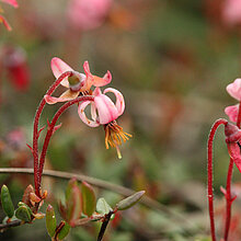 Gewöhnliche Moosbeere (Vaccinium oxycoccus)