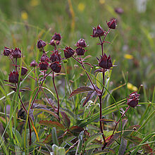 Sumpf-Blutauge (Comarum palustre)