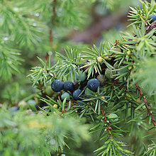 Gemeiner Wacholdemit Beeren.