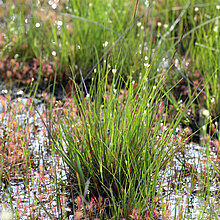 Weißes Schnabelried (Rhynchospora alba) im Süskenbrocksmoor