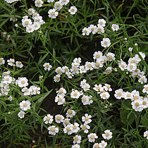 Weiße Sumpf-Schafgarbe (Achillea ptarmica) Blüten.