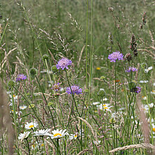 Wiese mit blühender Acker-Witwenblume.