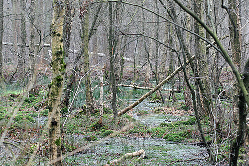 Moorwald