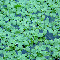 Wasserstern