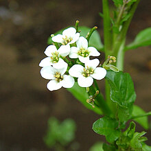 Echte Brunnenkresse (Nasturtium officinale)