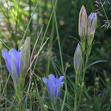 Lungen-Enzian (Gentiana pneumonanthe)