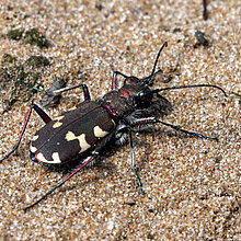 Dünen-Sandlaufkäfer