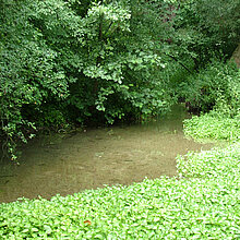 NSG Sieben Quellen/ Talaue Hohnerbach - Bach