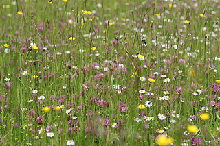 NSG Tiergarten (Nordkirchen): Wiesen und Weiden sind bei extensiver Bewirtschaftung sehr blütenreich. Beide Nutzungsformen bringen eine unterschiedliche, aber angepasste und jeweils sehr artenreiche Flora hervor. Im Vergleich zu den Wiesen haben die Weiden den ganzen Sommer über etwas im Angebot. Auf Wiesen wird die Vegetation durch die Mahd relativ abrupt ein- oder zweimal zurückgesetzt. Auf Weiden nehmen die Tiere die Vegetation aber nur abschnittsweise zurück.